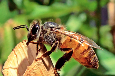 photo article  : D%26eacute%3Bclaration+de+ruches